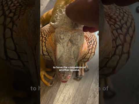 Iguana Gets a New Iguana Best Friend | The Dodo