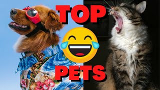 BEST OFF FUNNY AND CUTE ANIMALS