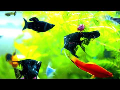 Aquarium Fish Tank | Best Fish Tank Nature Sounds | The Best Relaxing Music for Sleep, Study