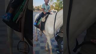 #horselover #horse #horseriding #short_video #ytshorts #love #terdingvideo