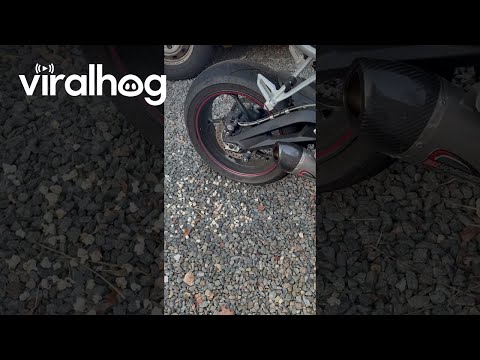 Motorcycle Pops Corn Kernels Hidden By Animals || ViralHog