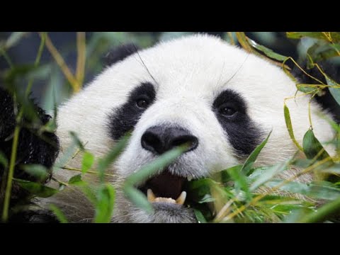 Giant Pandas Come Back to Washington, DC