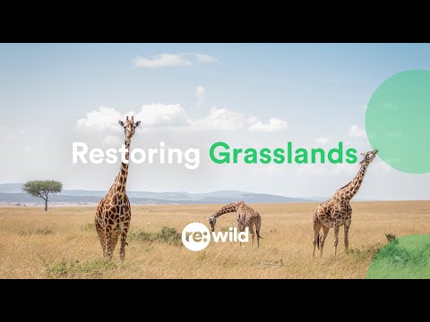 Restoring Grasslands