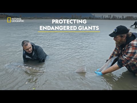 Saving the Sturgeon | Last of the Giants | हिंदी | Full Episode | S1 - E2 | Nat Geo Wild