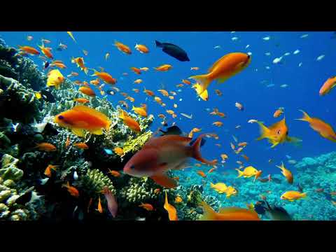 Stunning Coral reef fish relaxing ocean fish | Underwater Fish relaxing video | Stress Relief- 3HRS