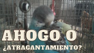 AHOGAMIENTO/ATRAGANTAMIENTO - AVES - Petite Animals