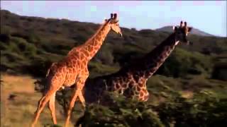 Meet South Africa South African Tourism Official video