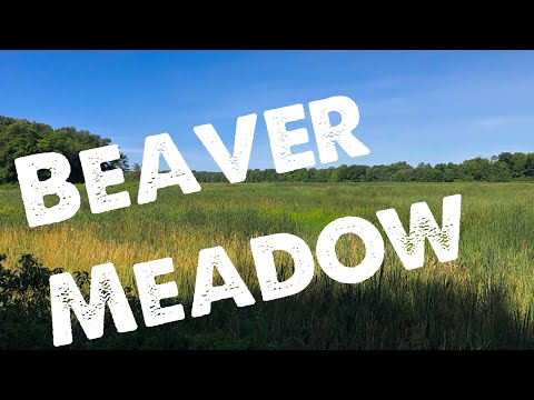 Adventure in Beaver Meadow