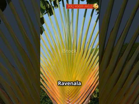 Discover the Mysteries of the Ravenala Flower #RavenalaFlower #Madagascar #Travel #Nature #Tropical