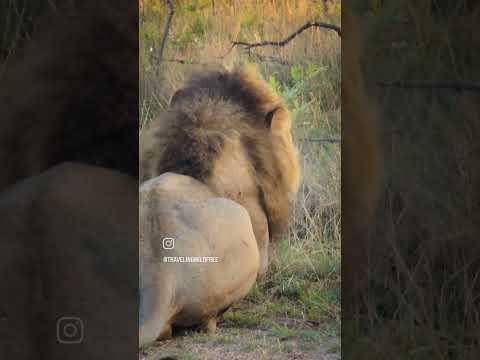 VOLUME UP ! #safarilife #animals #digitalnomad #lion #lionking #safari #big5 #bigcats #wildlife