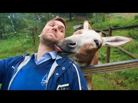 Life with animals guarantees 100x more laughs! - Funniest ANIMAL Videos