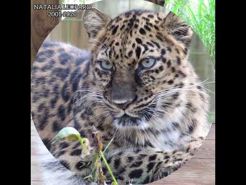 Endangered Amur Leopard