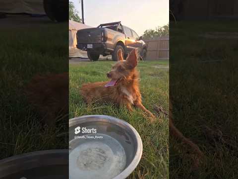 Happy Dogs In South Texas