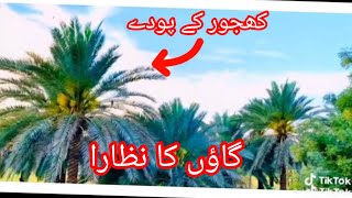 Village Seen|BeautifulSeen|#villagelife #sindhvlogs #sindhdhartiofficial #shorts #khajoor