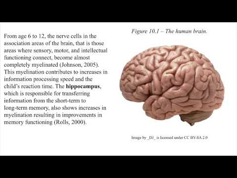 Ch.10 Brain Development