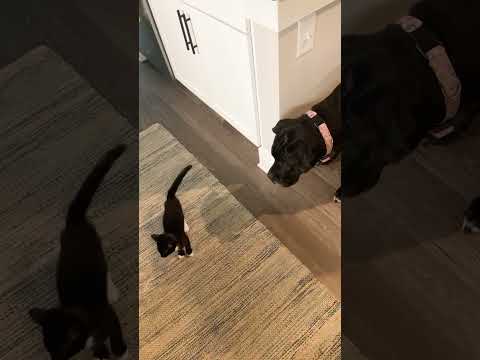 When Your Mastiff And Tiny Kitten Are Besties | The Dodo