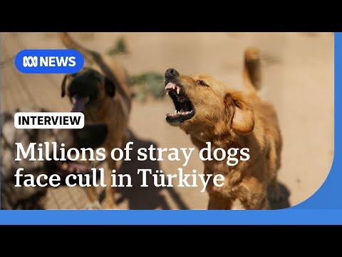 Türkiye culls stray dogs after toddler dies in attack | The World | ABC NEWS