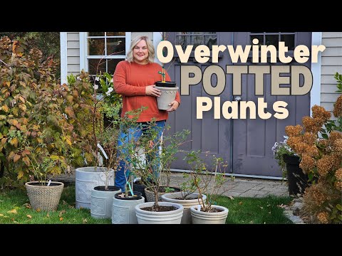 How to Overwinter Potted Plants, Trees & Shrubs. Keep Roses & Japanese Maples Alive Through Winter