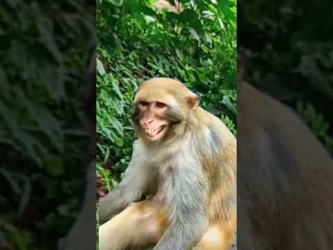 funny monkey smile 😊😁😁😁😁 short #shorts#shortvideoviral