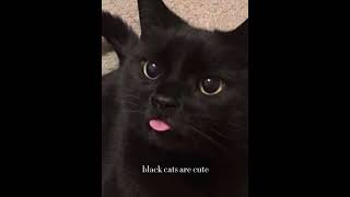 Black Cats are Cute 🐱#blackcats #blackcatsaregoodluck #blackcatshortsvideo #blackcatsmatter #cats