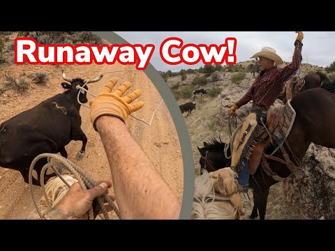 Cattle Drive Gone WRONG! Abandoned Newborn Calf!