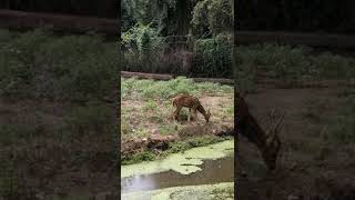 Deers in tirupati tirumala Alipiri way #tirupati #tirumala #alipirimetlumaargam #alipiristep