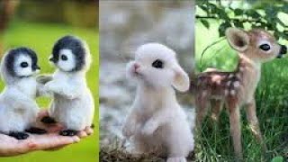 Top cute animals in the world ||cute baby animals compilation ||Funny and cute moment of the animals