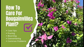 Bougainvillea Plant Care: Tips for Growth, Pruning, and Overwintering; All You Need To Know