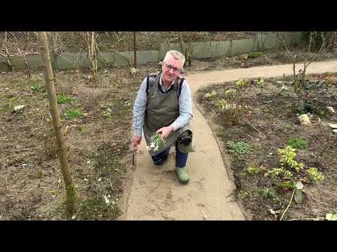 How to get more snowdrops in the garden. I'm taking you on a tour in my winter- and springarden.