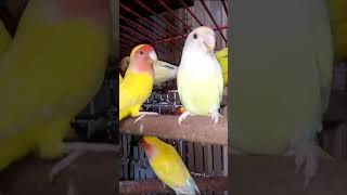 Beautiful Birds|#birds #birdsounds #birdslover #viral #viralshorts #shortsvideo #shorts #sindhvlogs