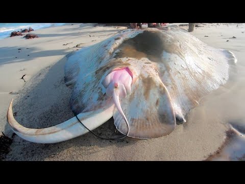 Craziest Sea Animals Mating Rituals