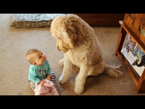 When we teach each other to grow up ❤️ Cute Moments Dog and Human