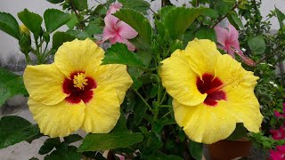 #Flowergarden #hibiscus  #ফুলেরবাগান #ROOFTOPGARDEN #FLOWER  #FRUITS #GARDEN IN HOME