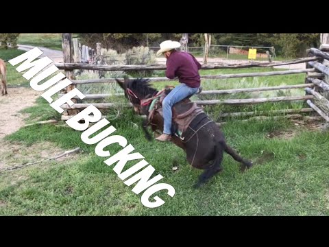 MULE BUCKS ME OFF! -Mule Ranching Vlog #1