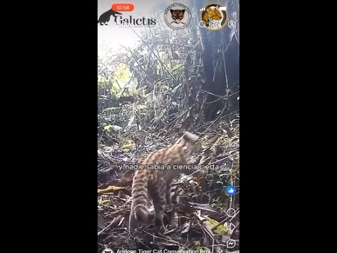 Saving Clouded Tiger Cats  **Audio translated**