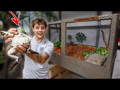 Building My PET BULL FROG New Enclosure!! (Cornelius)