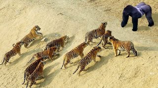 The Best Of Animal Attack 2022 - Most Amazing Moments Of Wild Animal Fight! Wild Discovery Animal p4