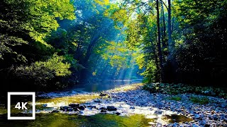 4K Forest River Nature Sounds - Gentle Stream, Birdsong & Sunlight | Relaxing Ambience for Sleep