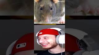 rat meme #viral #fypシ #memes #funny #shorts