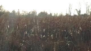 Majestic scenes - webs in bullrushes near sunset