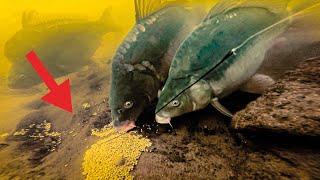 The best METHOD for carp fishing 🤯 Underwater live bite