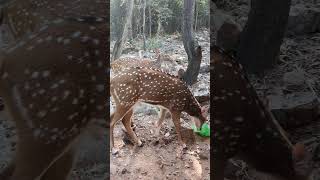 Deer #wild animals #zoo #alipiri way #tirumala #tirupathi