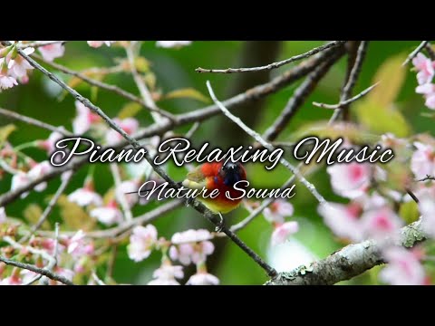 Piano Escapes: Relaxing Music to Unwind and Recharge