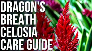 Dragon’s Breath Celosia Info And Care | How To Grow Celosia Flower