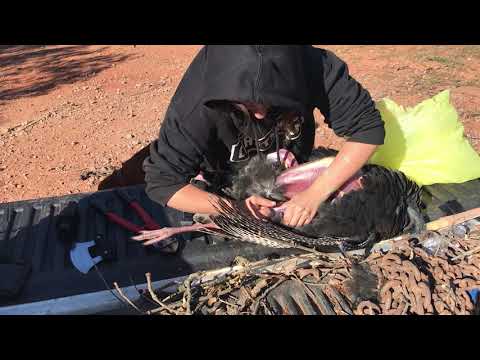 Processing a surprise turkey my neighbor gifted us!