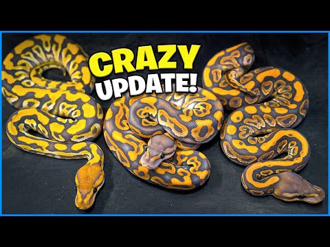 Mind Blowing Snakes! Hatchling update