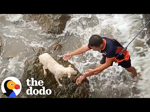 Terrified Dog Stranded on Rocks Rescued in Intense Rescue Mission | The Dodo