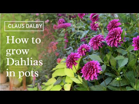 How to grow Dahlias in pots