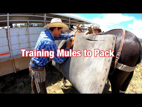 Packing Fencing Materials On Young Mules: Vlog #5