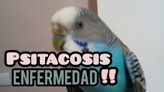 PSITACOSIS - ENFERMEDAD - Petite Animals